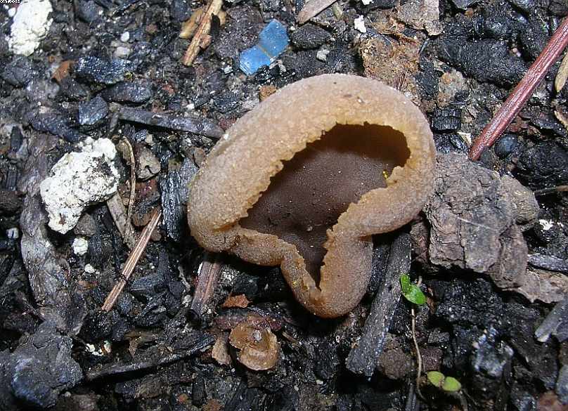 St. Chrischona ( CH )   30. Aprile 2005